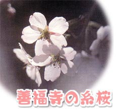 有馬温泉 善福寺の糸桜